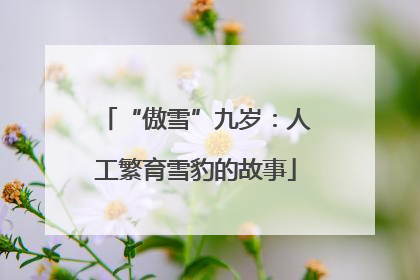 “傲雪”九岁：人工繁育雪豹的故事