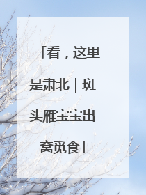 看，这里是肃北｜斑头雁宝宝出窝觅食