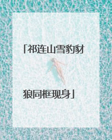 祁连山雪豹豺狼同框现身