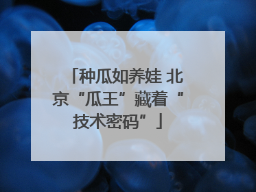 种瓜如养娃 北京“瓜王”藏着“技术密码”