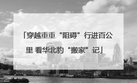 穿越重重“阻碍”行进百公里 看华北豹“搬家”记