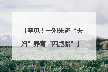 罕见！一对朱鹮“夫妇”养育“四胞胎”