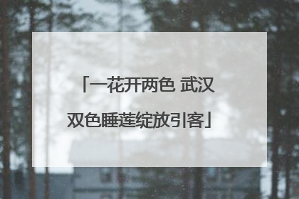 一花开两色 武汉双色睡莲绽放引客