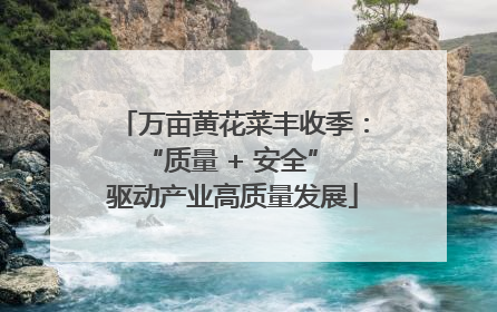 万亩黄花菜丰收季：“质量 + 安全” 驱动产业高质量发展