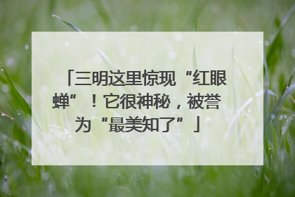 三明这里惊现“红眼蝉”！它很神秘，被誉为“最美知了”