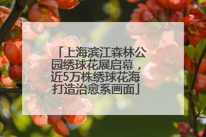 上海滨江森林公园绣球花展启幕，近5万株绣球花海打造治愈系画面