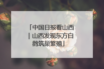 中国日报看山西｜山西发现东方白鹳筑巢繁殖