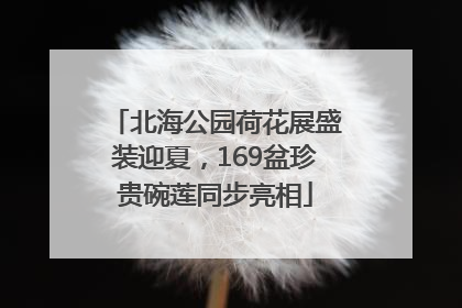 北海公园荷花展盛装迎夏，169盆珍贵碗莲同步亮相