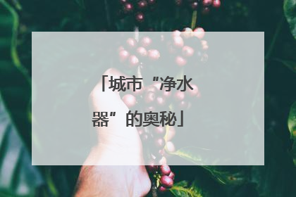 城市“净水器”的奥秘