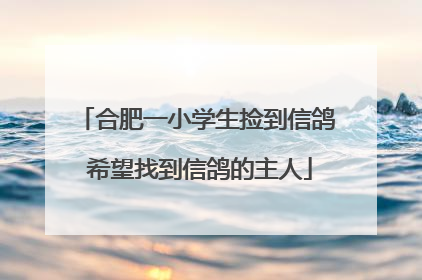 合肥一小学生捡到信鸽 希望找到信鸽的主人