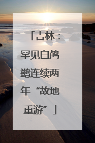 吉林：罕见白鸬鹚连续两年“故地重游”
