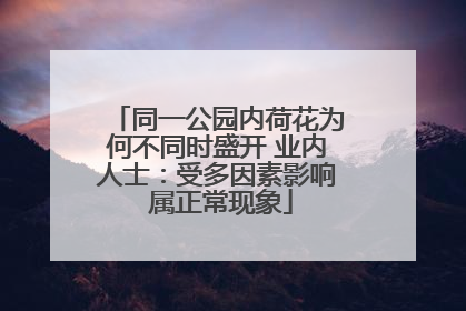 同一公园内荷花为何不同时盛开 业内人士：受多因素影响 属正常现象