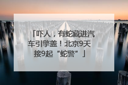 吓人，有蛇藏进汽车引擎盖！北京9天接9起“蛇警”