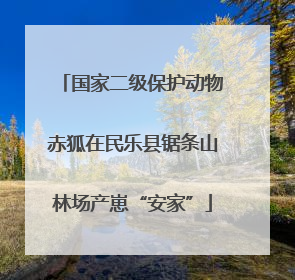 国家二级保护动物赤狐在民乐县锯条山林场产崽“安家”