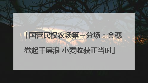 国营民权农场第三分场：金穗卷起千层浪 小麦收获正当时