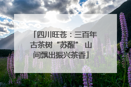 四川旺苍：三百年古茶树“苏醒” 山间飘出振兴茶香