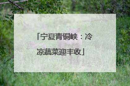 宁夏青铜峡：冷凉蔬菜迎丰收