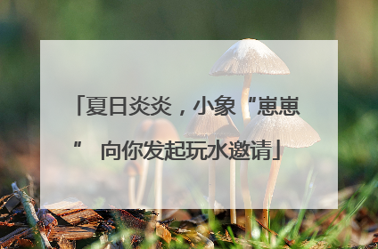 夏日炎炎，小象“崽崽” 向你发起玩水邀请