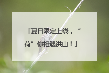 夏日限定上线，“荷”你相遇洪山！