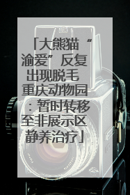 大熊猫“渝爱”反复出现脱毛 重庆动物园：暂时转移至非展示区静养治疗