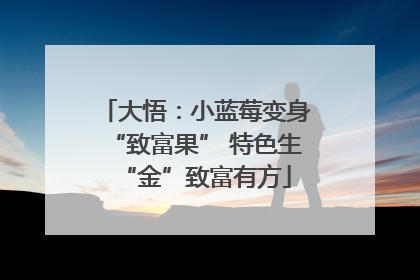 大悟：小蓝莓变身“致富果” 特色生“金”致富有方
