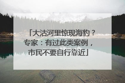大沽河里惊现海豹？专家：有过此类案例，市民不要自行靠近