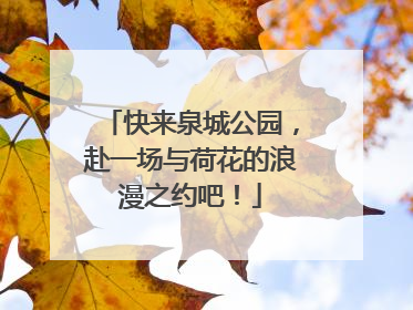 快来泉城公园，赴一场与荷花的浪漫之约吧！