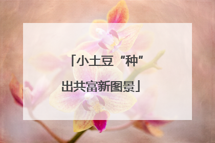 小土豆“种”出共富新图景