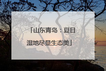 山东青岛：夏日湿地尽显生态美