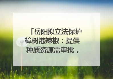 岳阳拟立法保护樟树港辣椒：提供种质资源需审批，违规最高罚5万