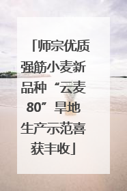 师宗优质强筋小麦新品种“云麦80”旱地生产示范喜获丰收
