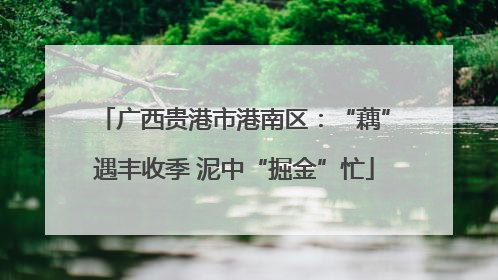 广西贵港市港南区：“藕”遇丰收季 泥中“掘金”忙