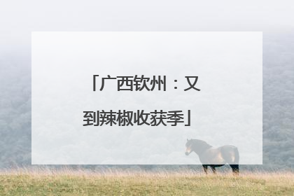 广西钦州：又到辣椒收获季