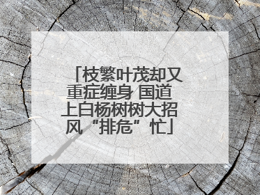 枝繁叶茂却又重症缠身 国道上白杨树树大招风“排危”忙