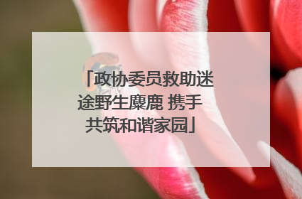 政协委员救助迷途野生麋鹿 携手共筑和谐家园