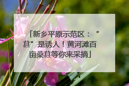 新乡平原示范区：“葚”是诱人！黄河滩百亩桑葚等你来采摘