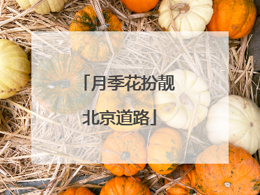 月季花扮靓北京道路