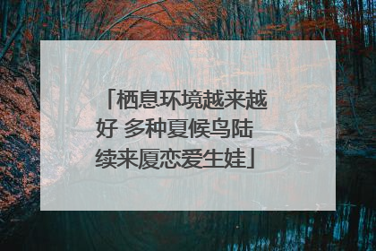 栖息环境越来越好 多种夏候鸟陆续来厦恋爱生娃