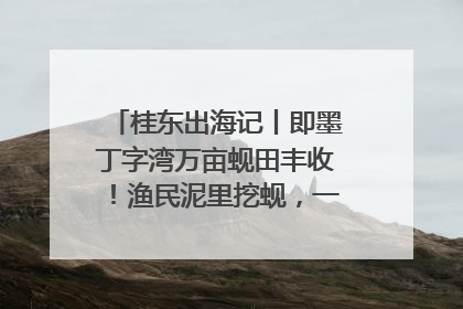 桂东出海记丨即墨丁字湾万亩蚬田丰收！渔民泥里挖蚬，一天上岸过千斤