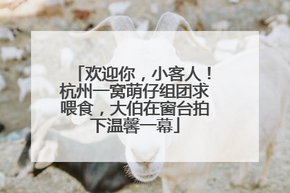 欢迎你，小客人！杭州一窝萌仔组团求喂食，大伯在窗台拍下温馨一幕