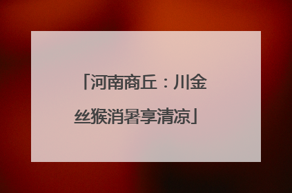 河南商丘：川金丝猴消暑享清凉