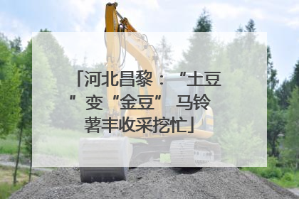 河北昌黎：“土豆”变“金豆” 马铃薯丰收采挖忙