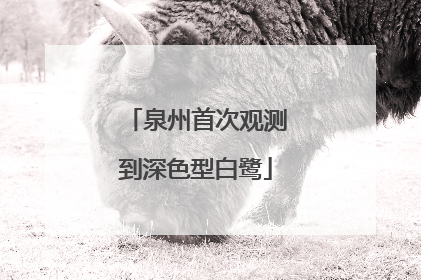 泉州首次观测到深色型白鹭