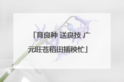 育良种 送良技 广元旺苍稻田插秧忙
