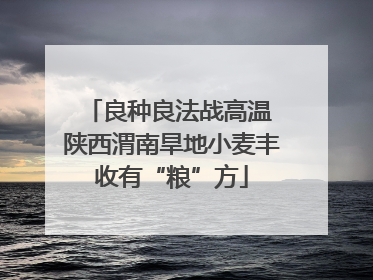 良种良法战高温 陕西渭南旱地小麦丰收有“粮”方
