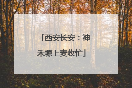 西安长安：神禾塬上麦收忙