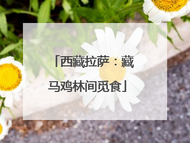 西藏拉萨：藏马鸡林间觅食
