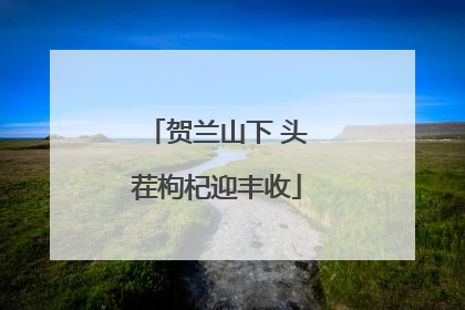 贺兰山下 头茬枸杞迎丰收