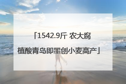 1542.9斤 农大腐植酸青岛即墨创小麦高产